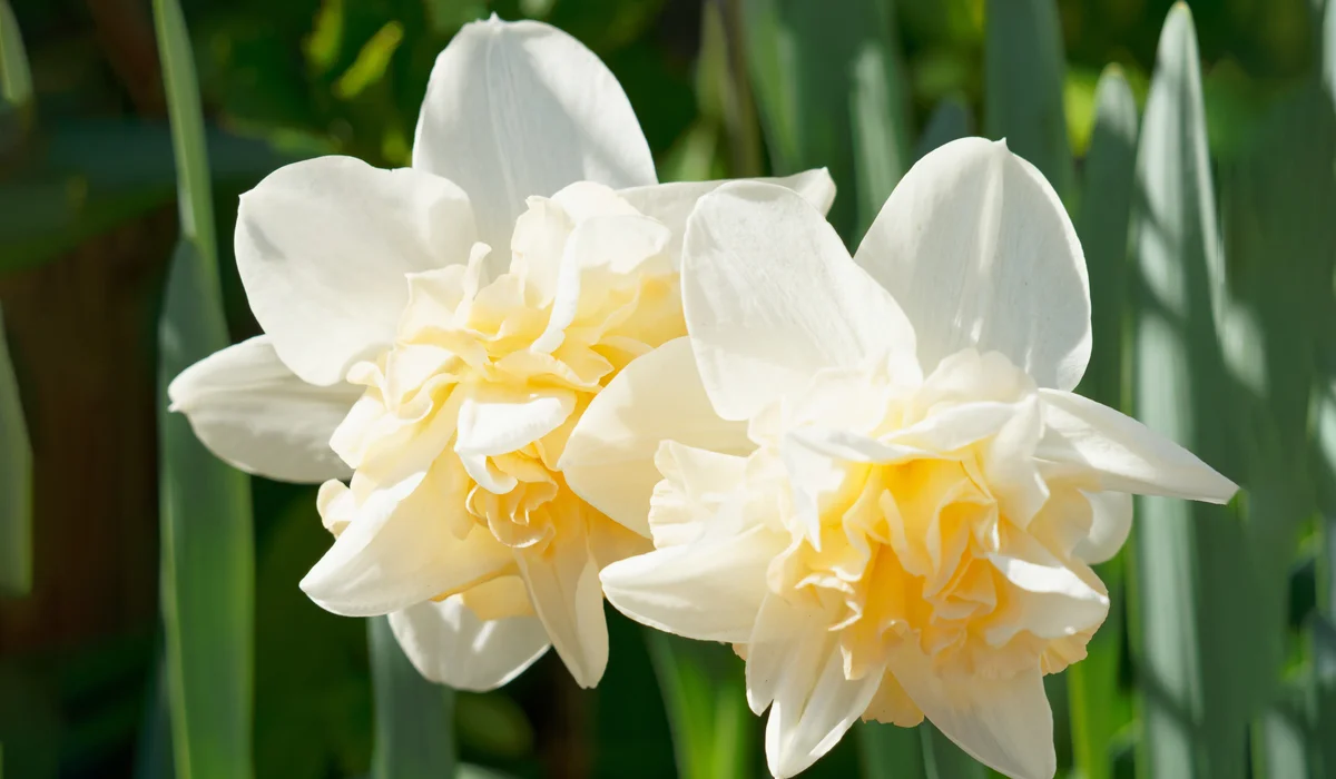 أزهار النرجس البري المزدوجة