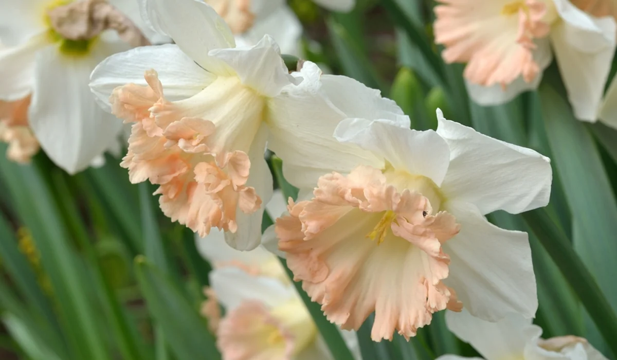 أزهار النرجس البري ذات الرؤوس الكبيرة