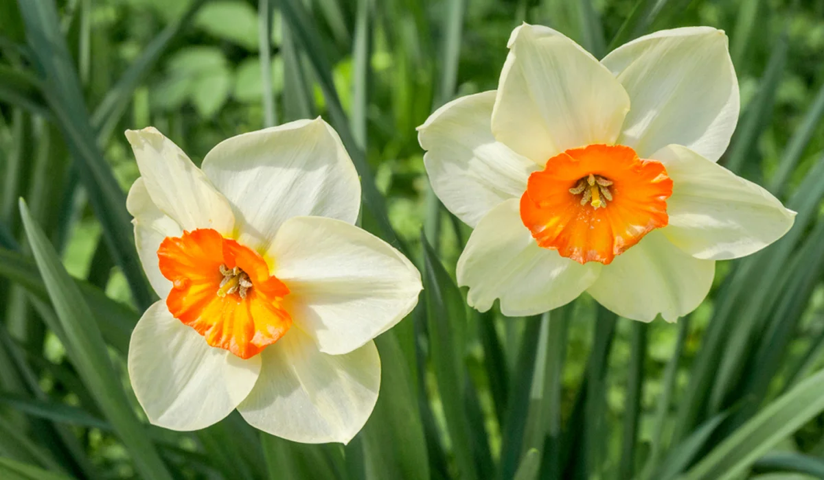 أزهار النرجس البري ذات الكؤوس الصغيرة