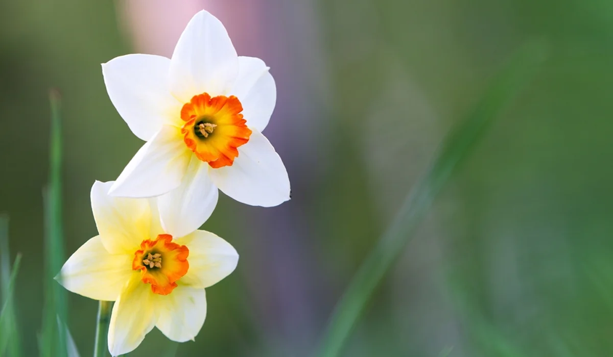 أزهار نرجس تازيتاس