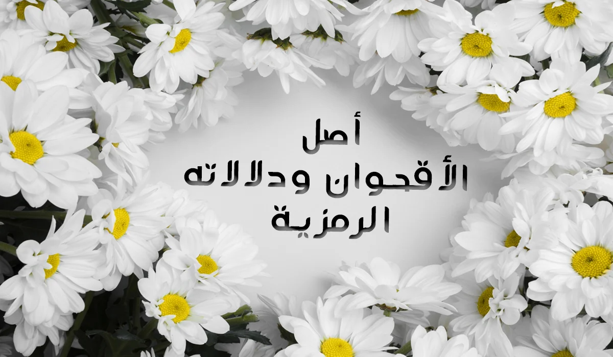 أصل الأقحوان ودلالاته الرمزية