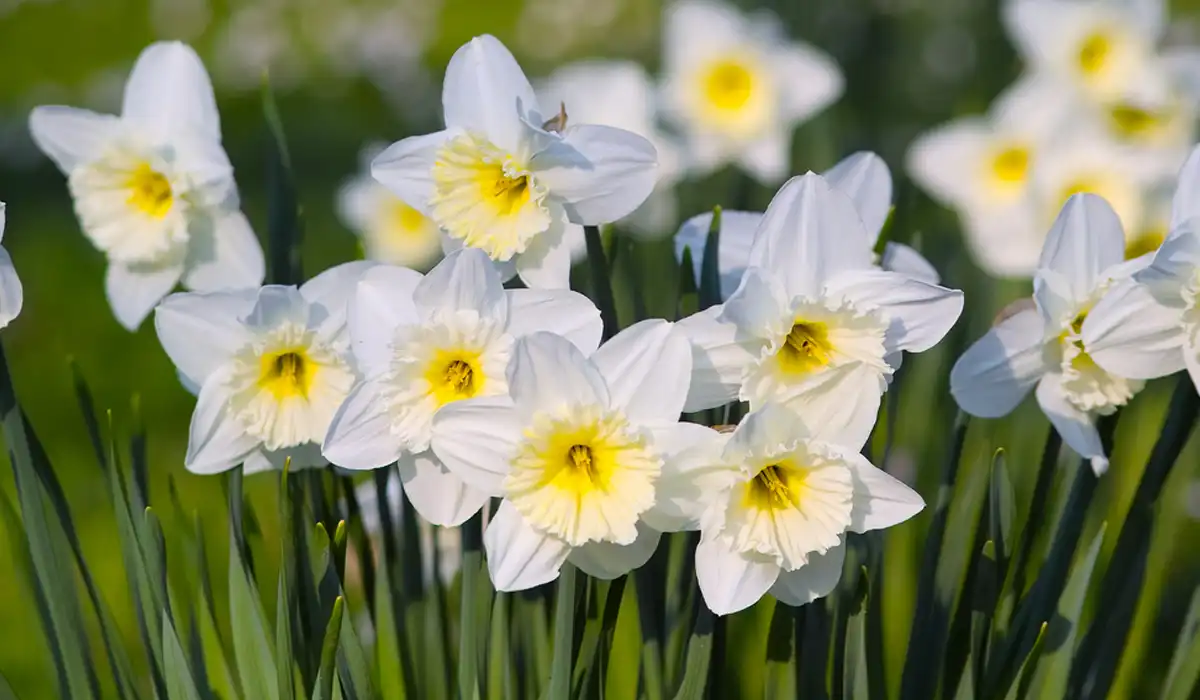 النرجس البري على شكل بوق