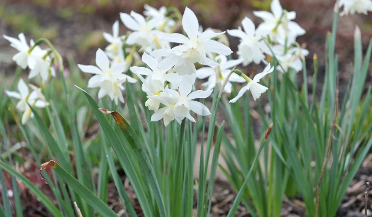 النرجس ثلاثي الأسدية