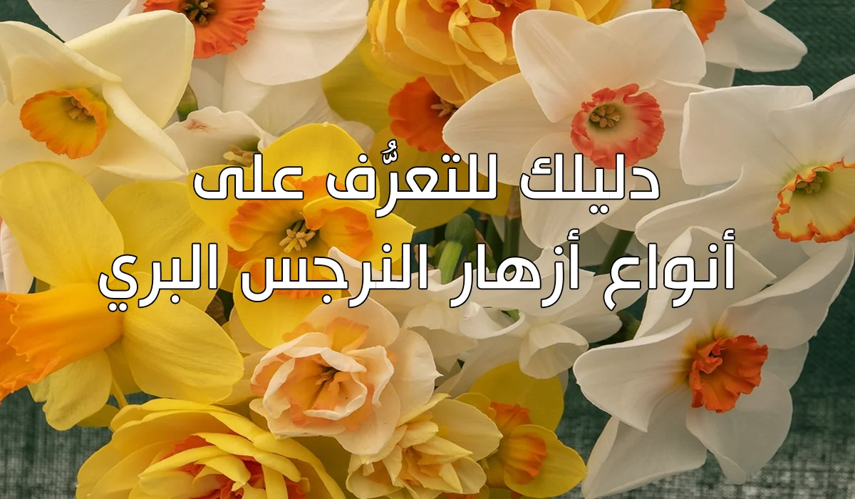 دليلك للتعرُّف على أنواع أزهار النرجس البري